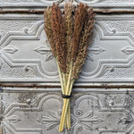 Dried Grains-Broomcorn