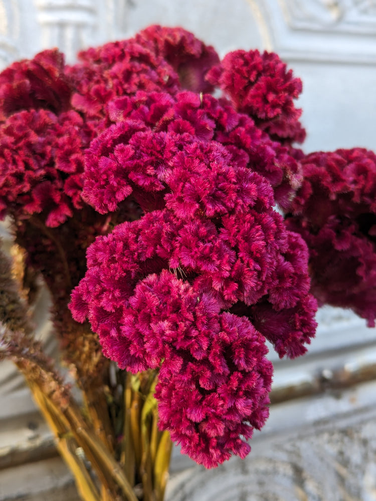 Dried Flowers-Celosia Berry