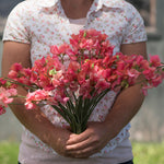 Sweet Pea-Assorted Pink - SMFF Wholesale