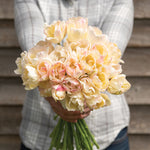 Tulip-Creme Upstar - SMFF Wholesale
