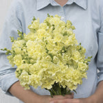 Snapdragon-Butterfly Yellow - SMFF Wholesale