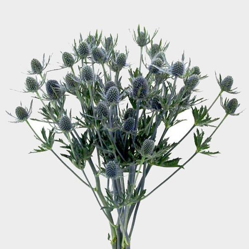 Eryngium