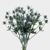 Eryngium