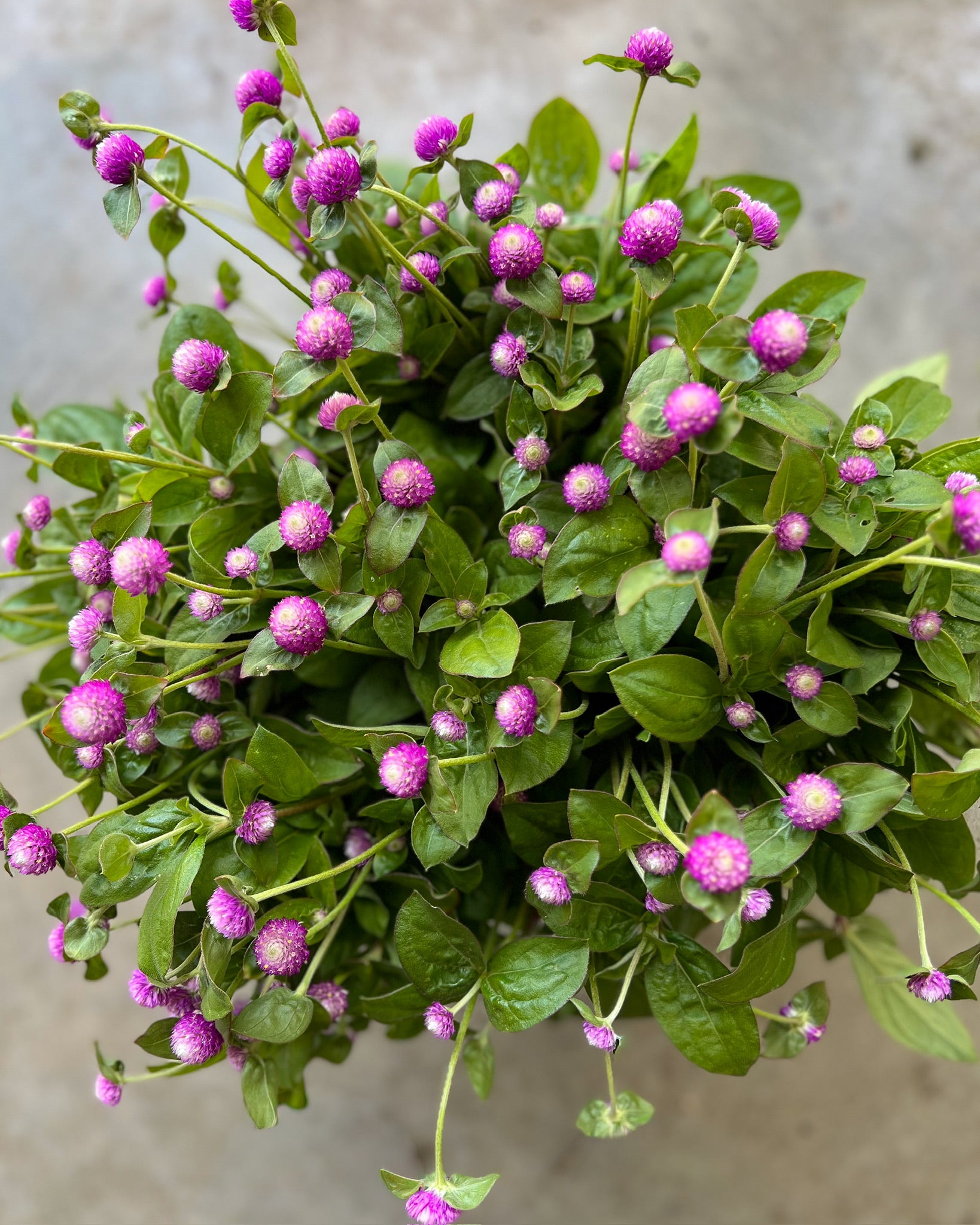 Gomphrena-Rose Bicolor