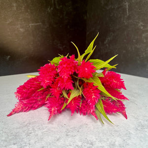 Celosia Spike-Bright Pink