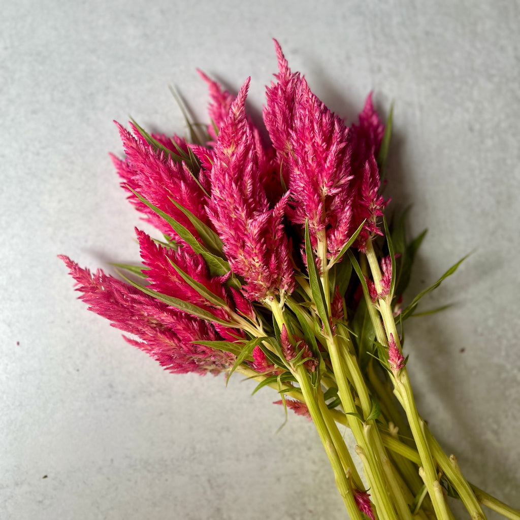 Celosia Spike-Bright Pink