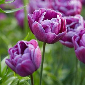 Tulip-Blue Diamond