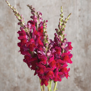 Snapdragon- Red