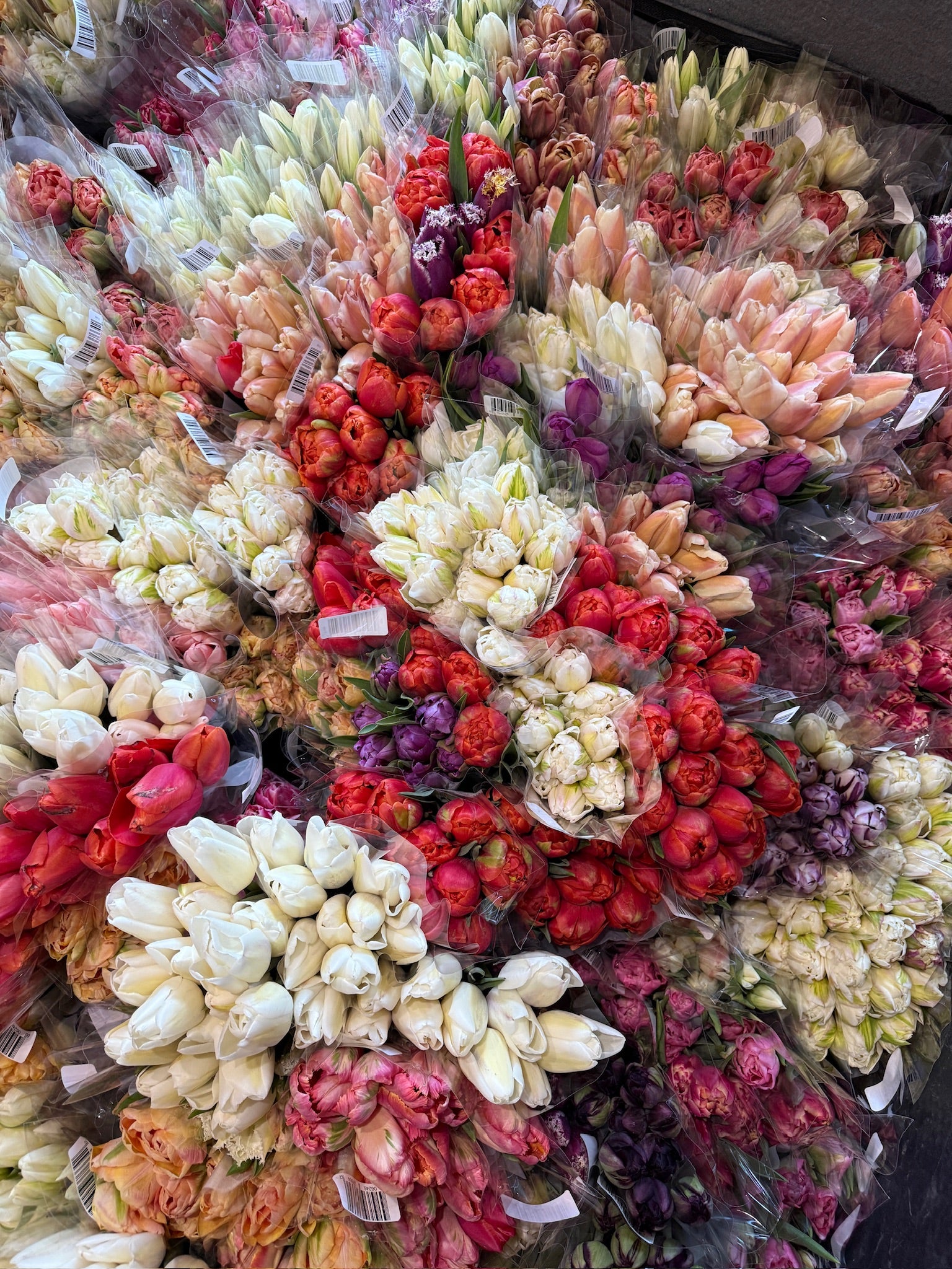 Greenhouse Tulip-Any Box Lot