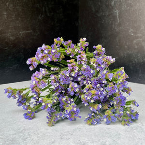 Statice-Blue
