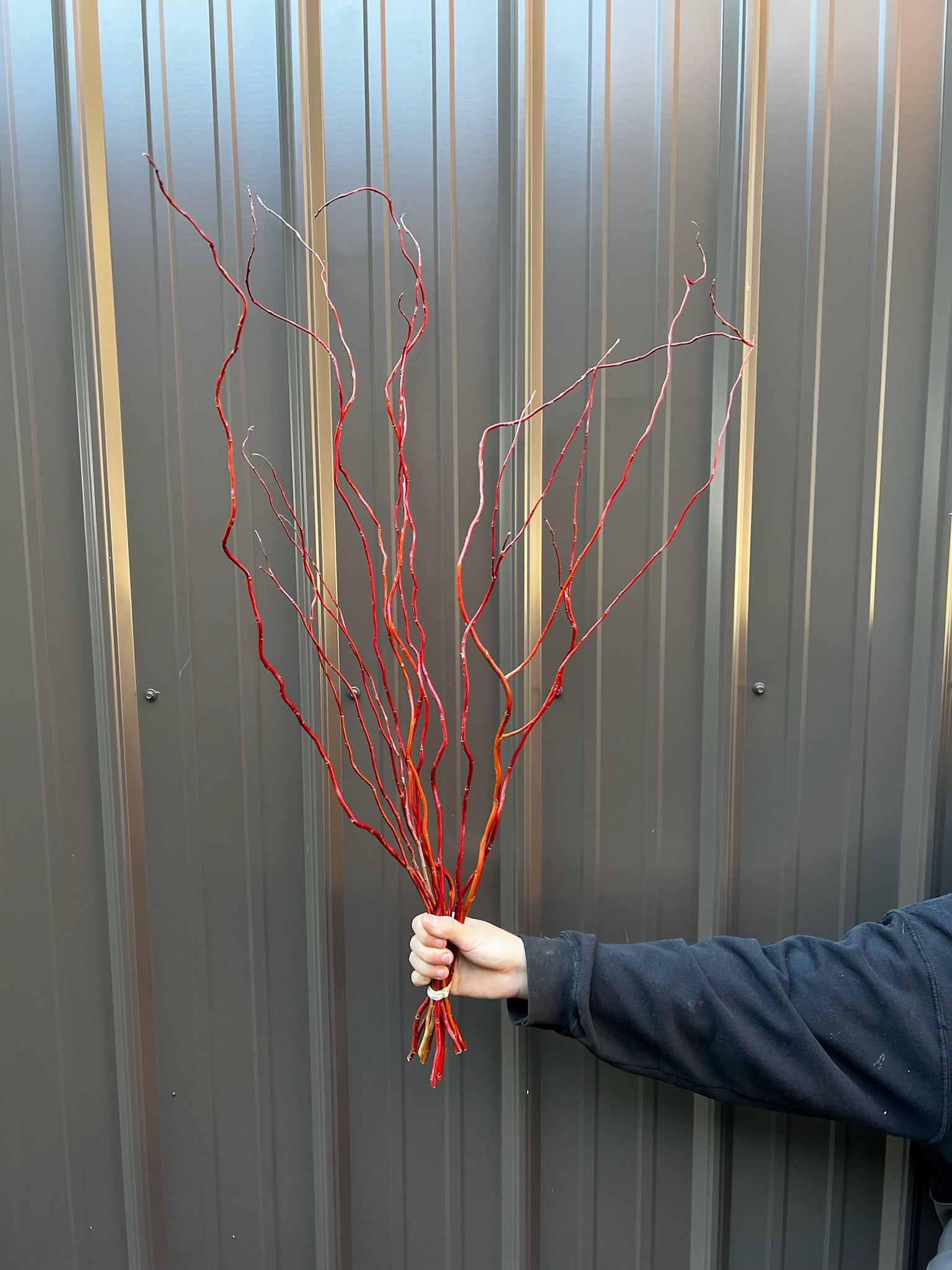 Willow-Red Curly Willow