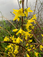 Forsythia Flowering Branch