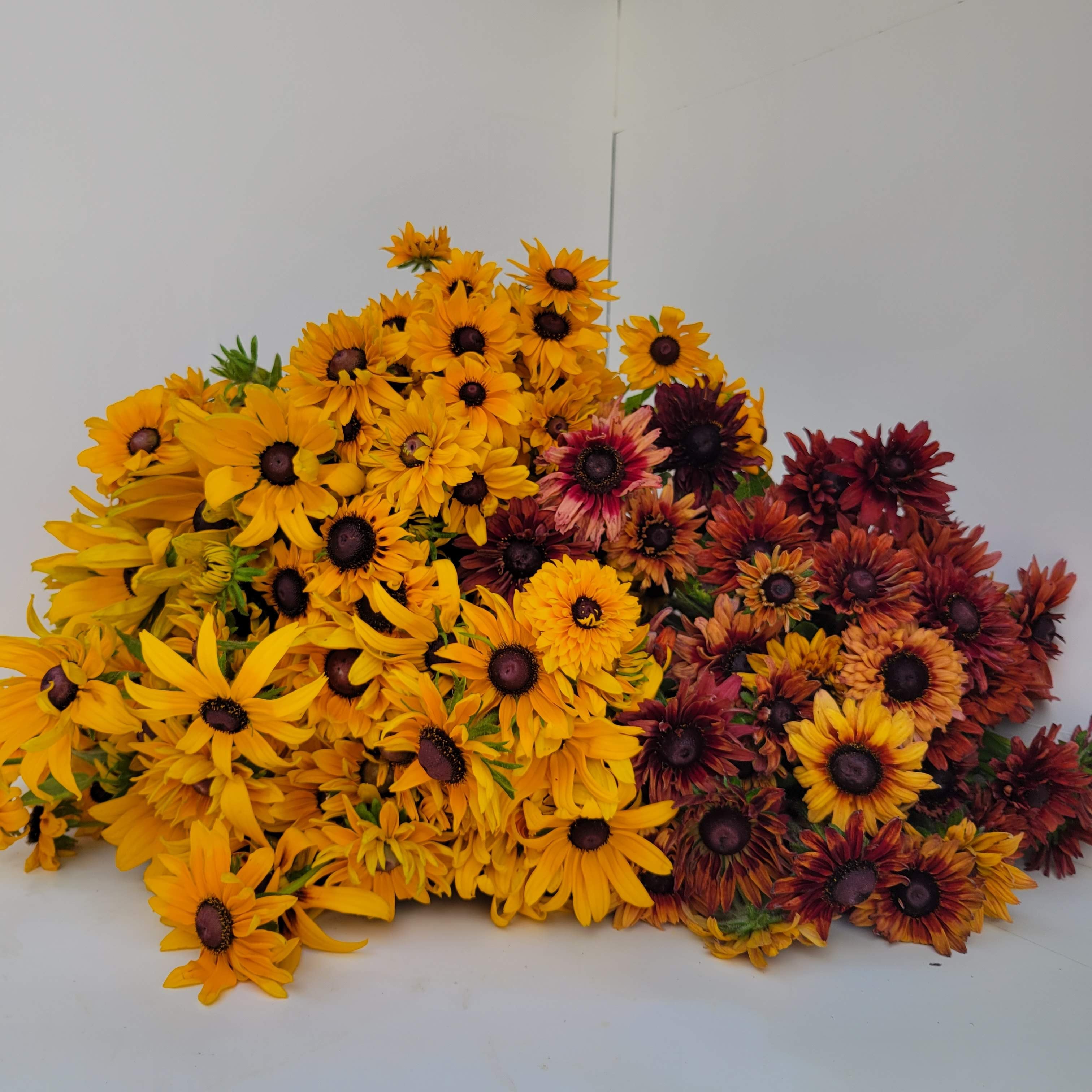 Rudbeckia-Any Box Lot
