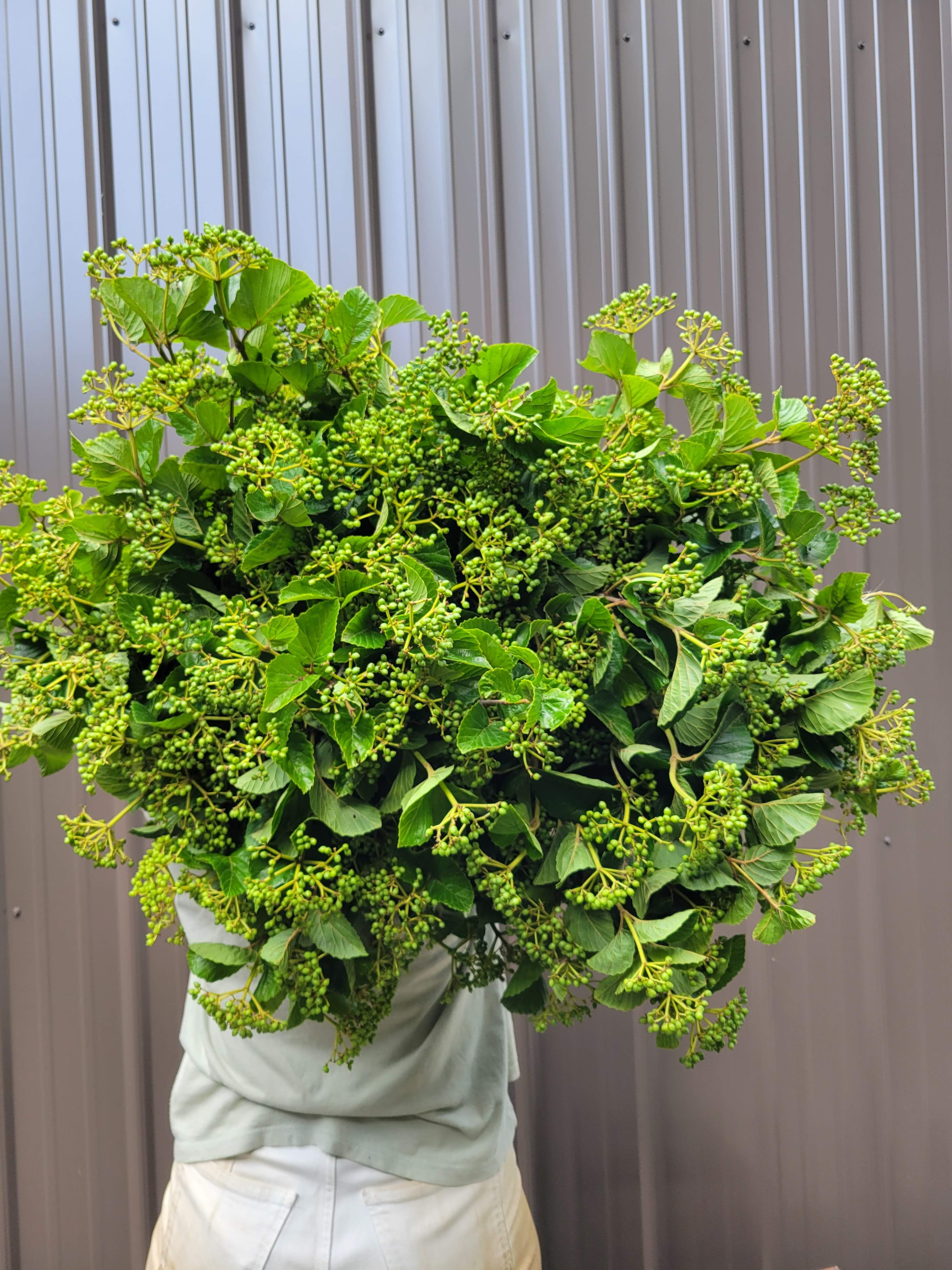 Viburnum-Green Pearl Box Lot