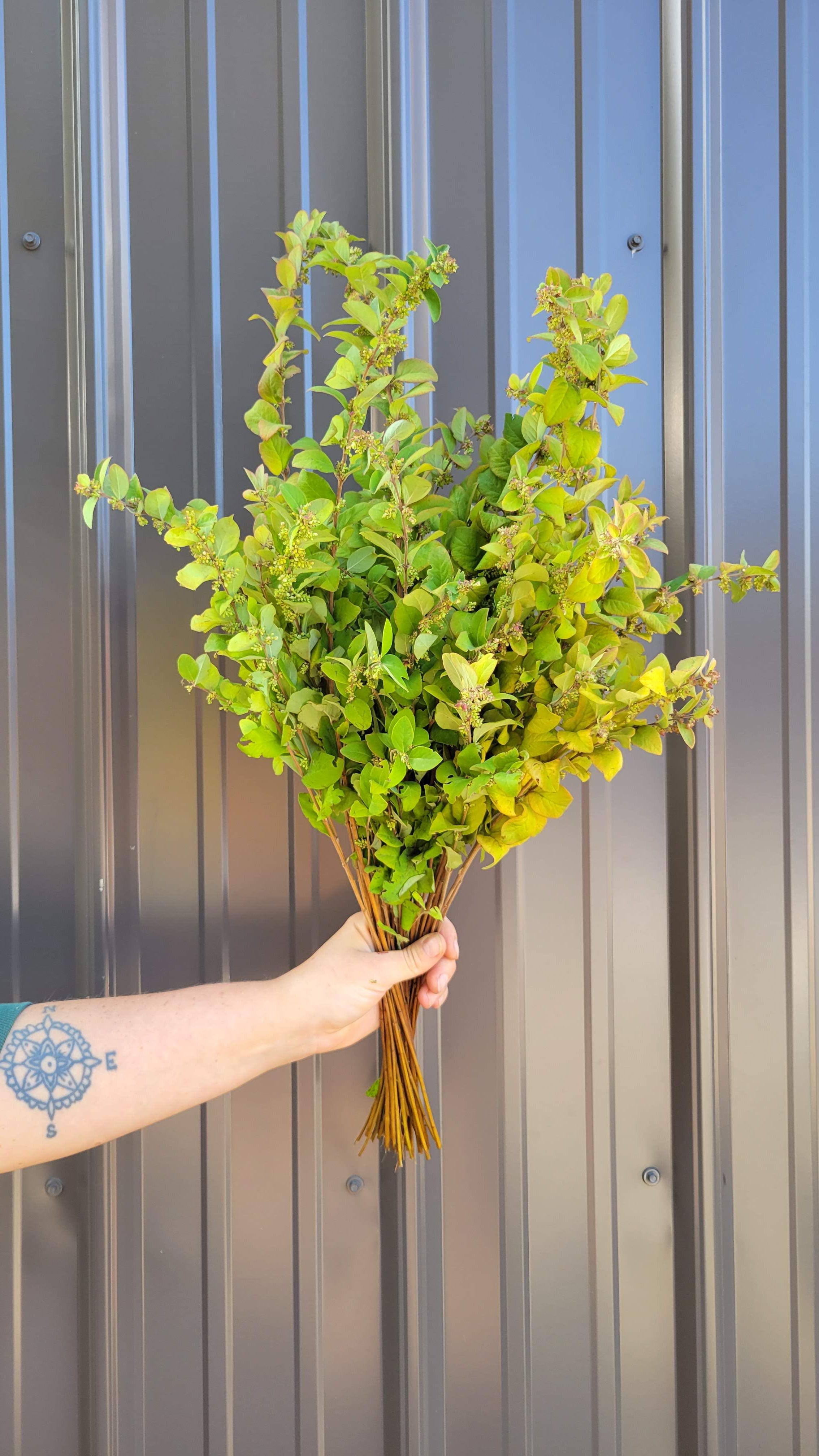 Snowberry-Foliage (OR)