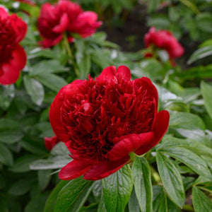 
            
                Load image into Gallery viewer, Peony-Red
            
        