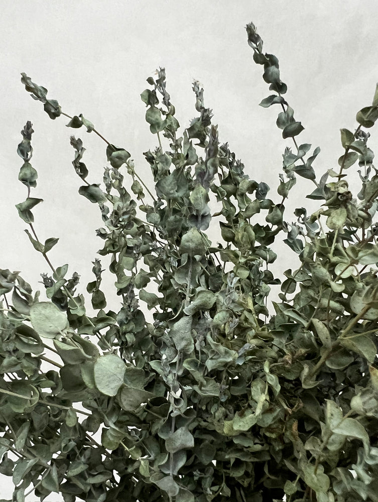 Dried Eucalyptus-Moon Lagoon