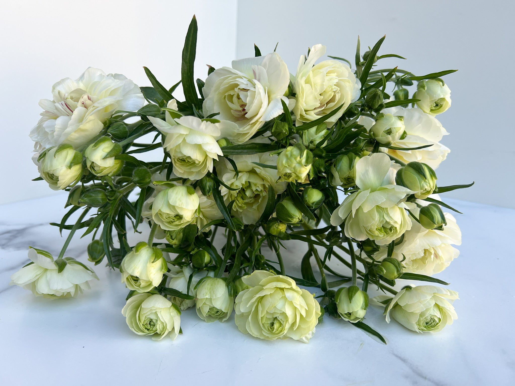 Ranunculus Butterfly-Graces