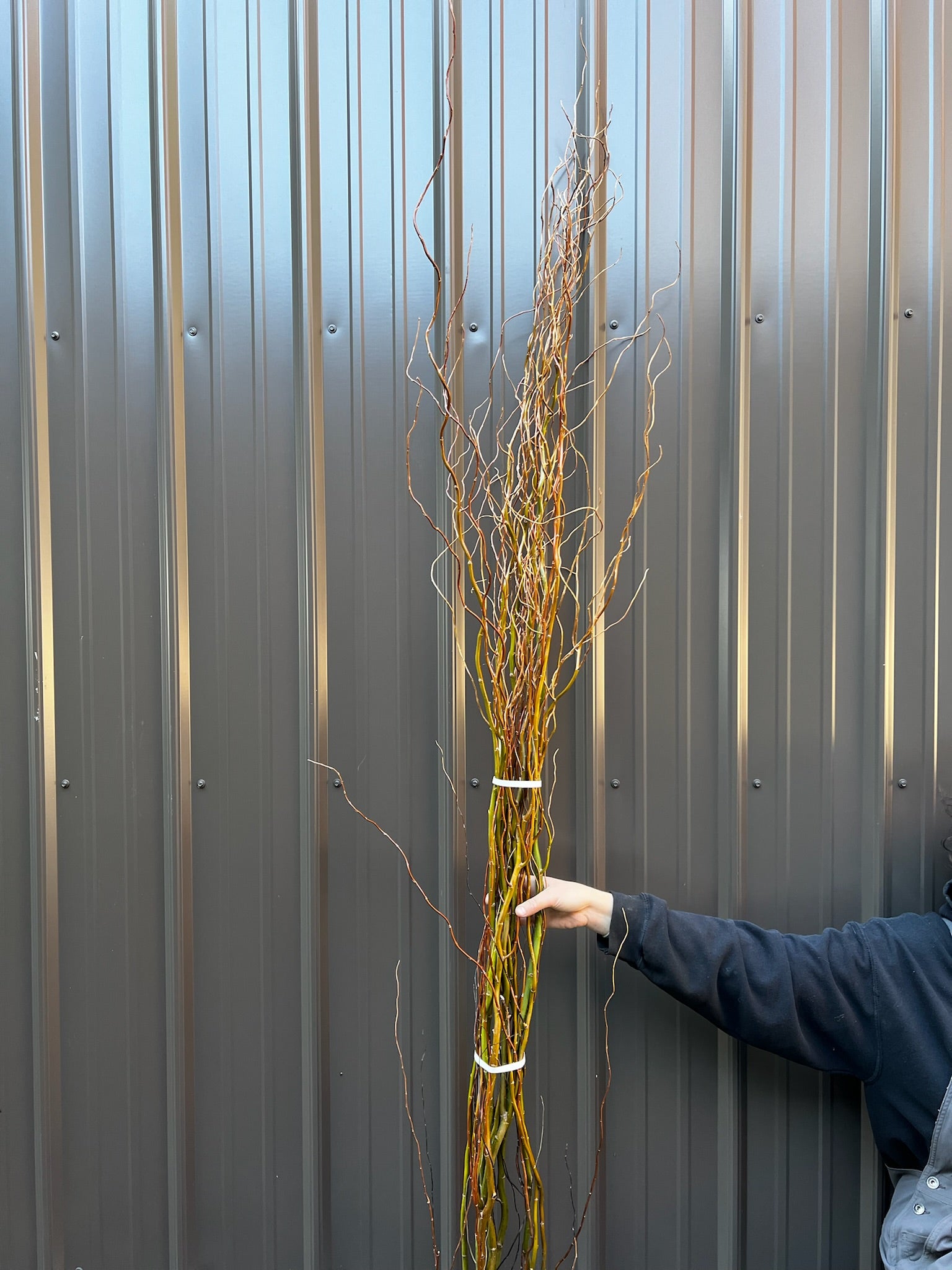 Willow-Green Curly Willow