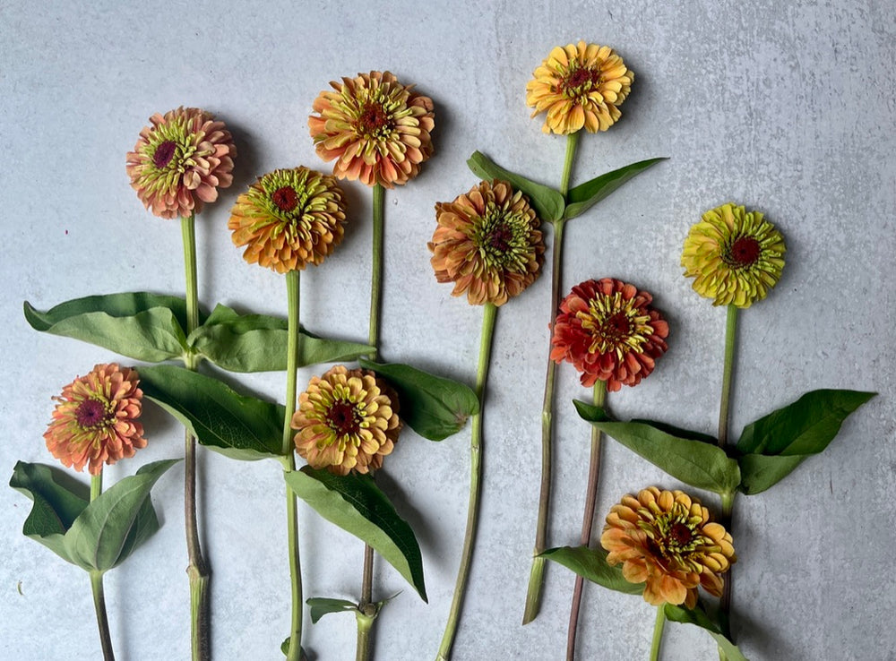 Zinnia-Queen Lime Orange