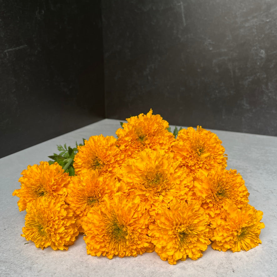 Marigold-Gold