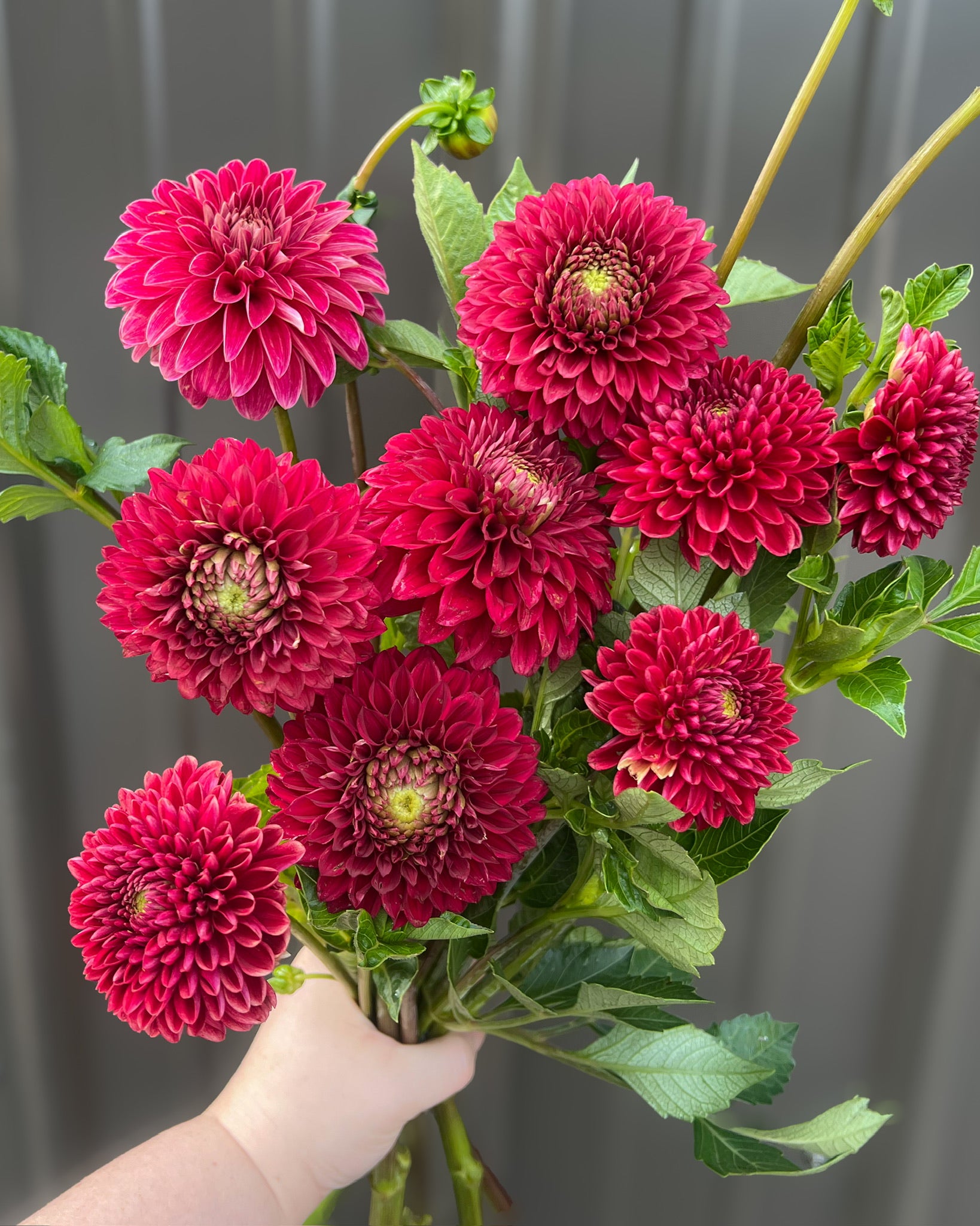Dahlia GH Grown-Red
