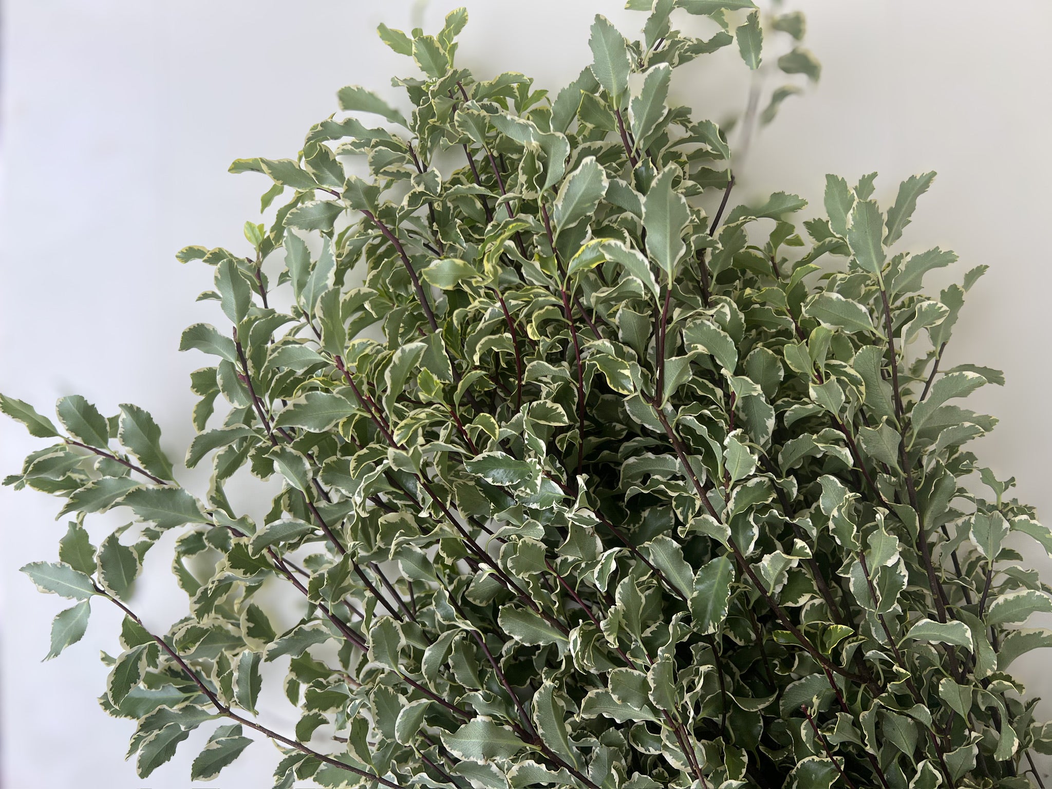 Pittosporum-Silver Queen (CA)