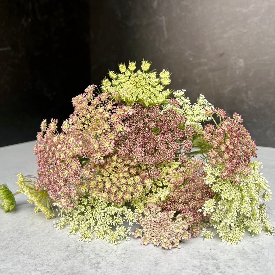 Ammi Dara (Chocolate Lace)