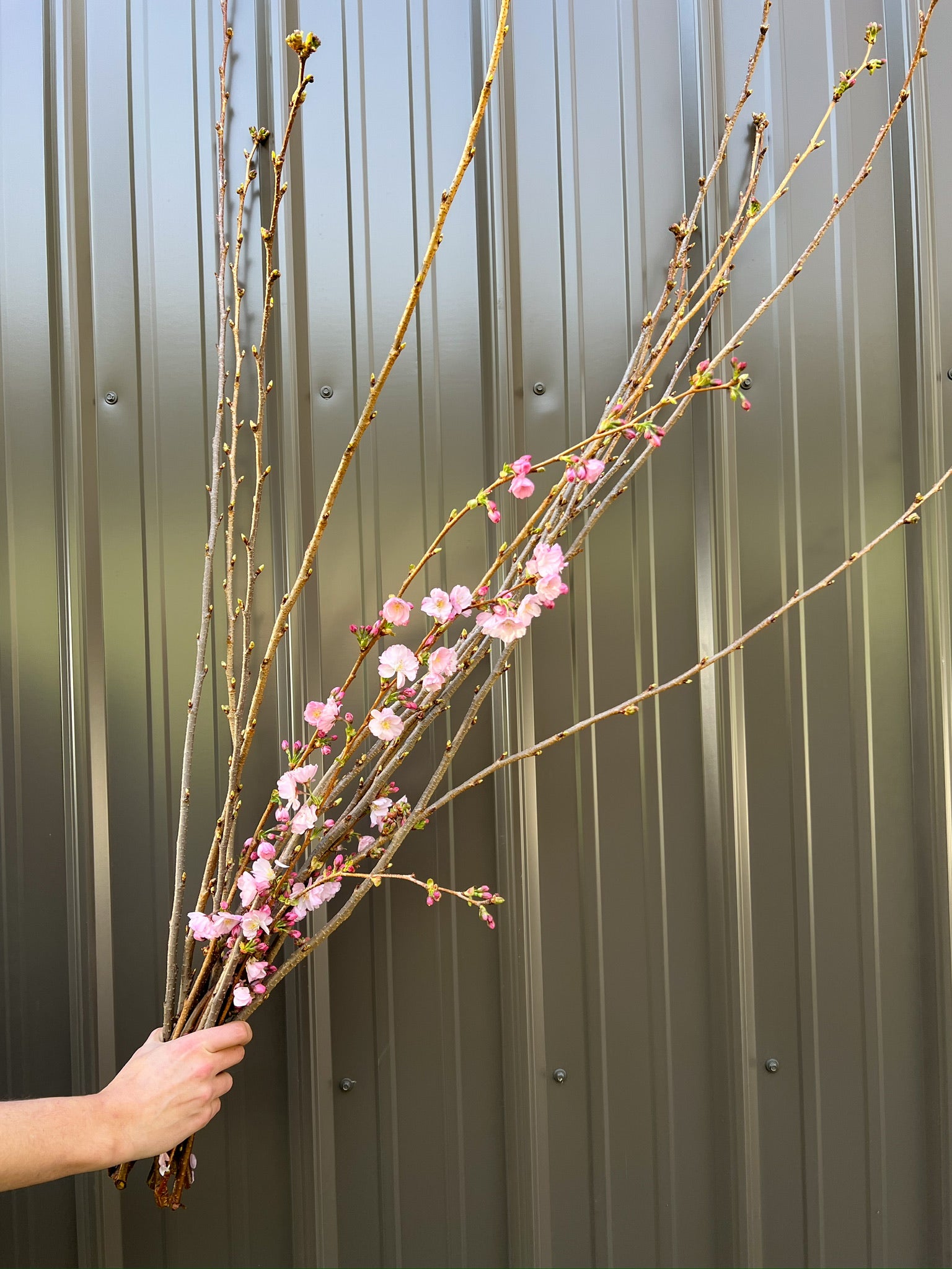 Flowering Branch-Cherry