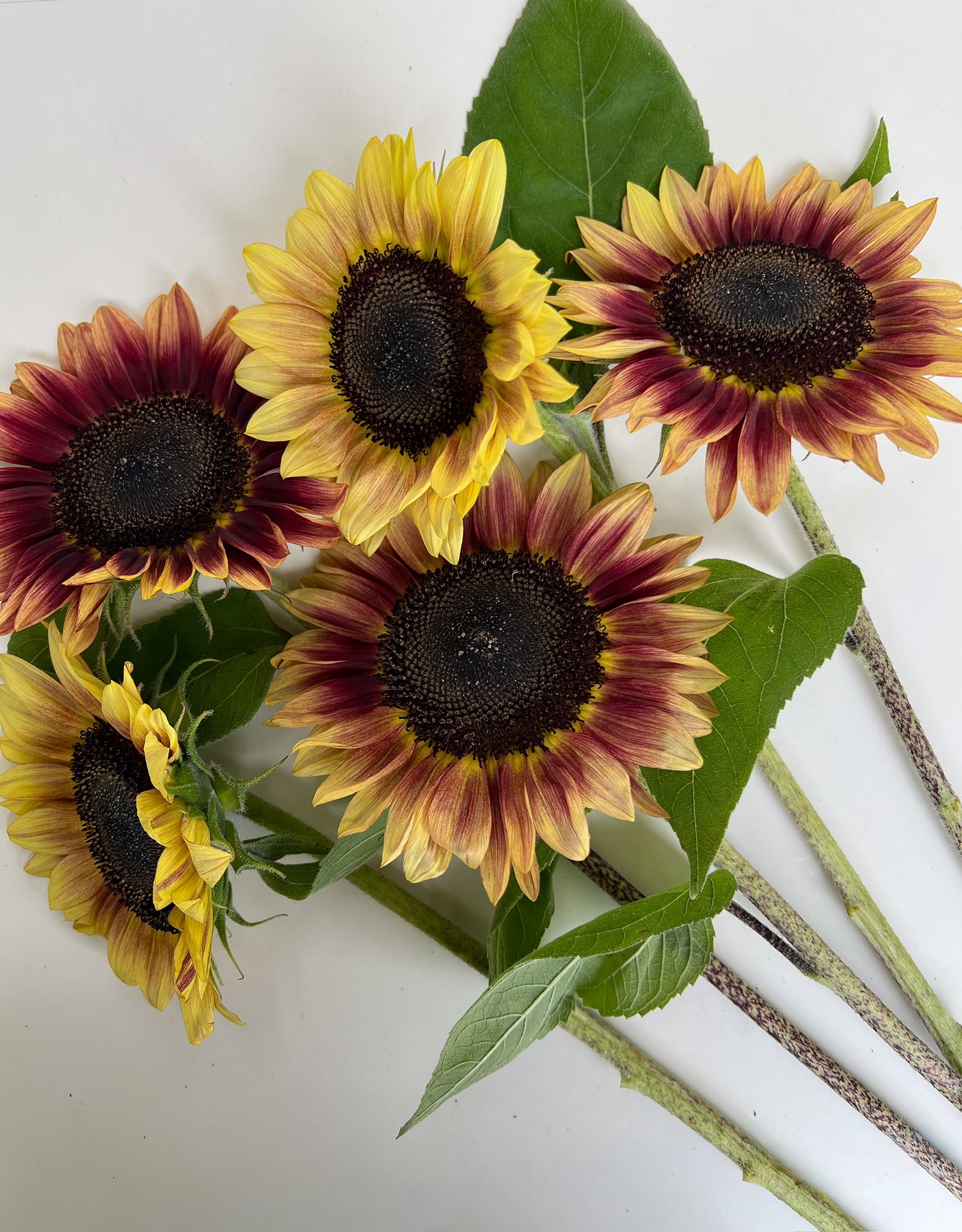 Sunflower-Marley