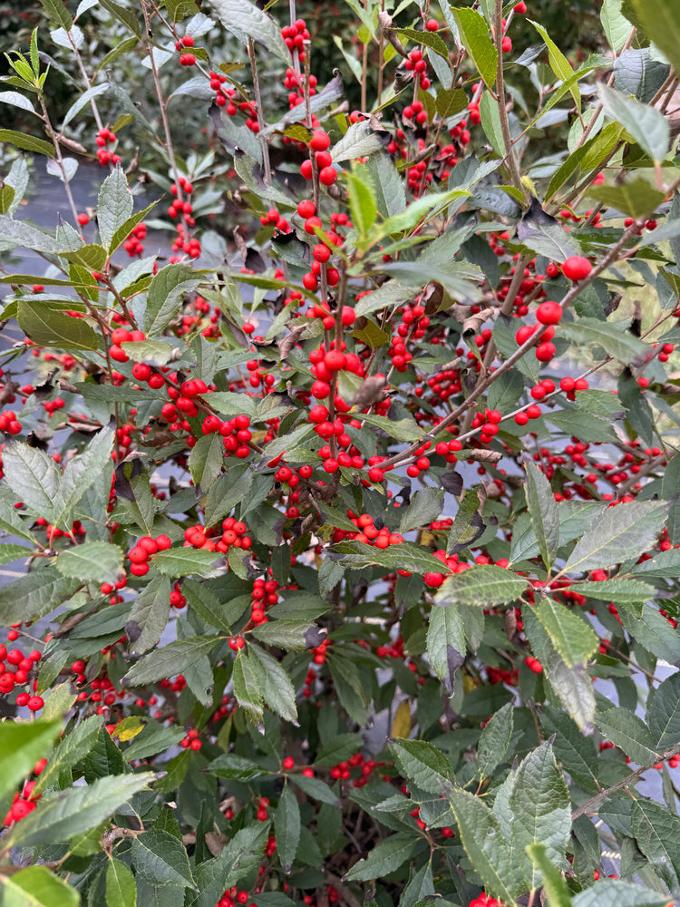 Winterberry-Red Ilex with Leaves On
