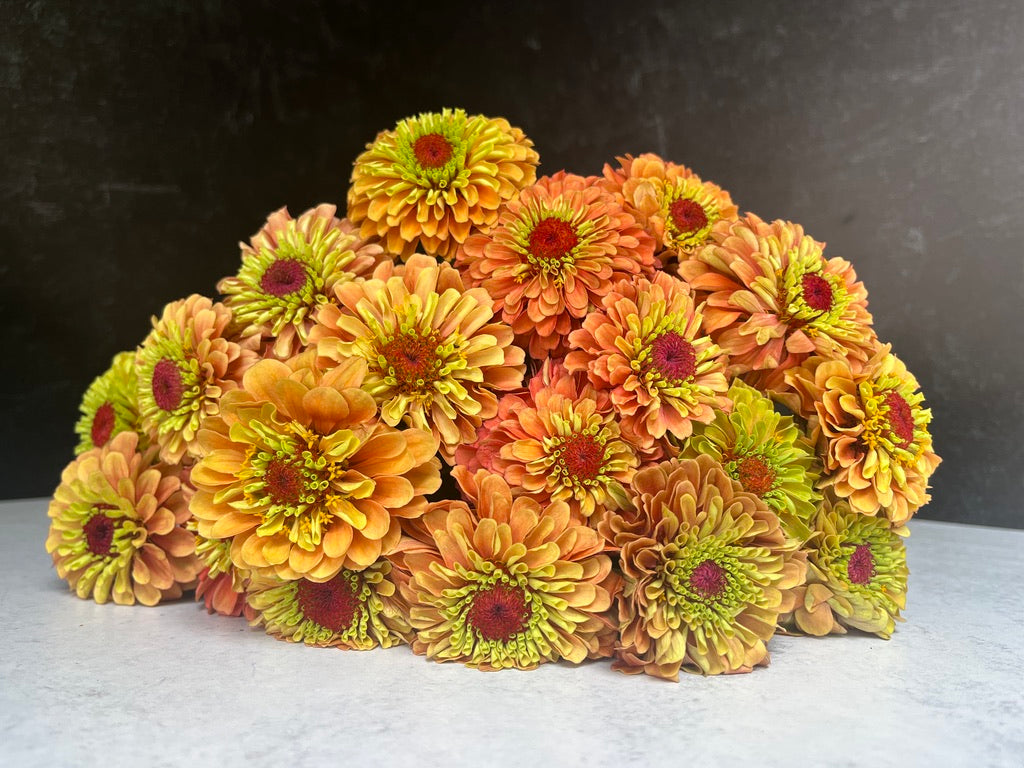 Zinnia-Queen Lime Orange