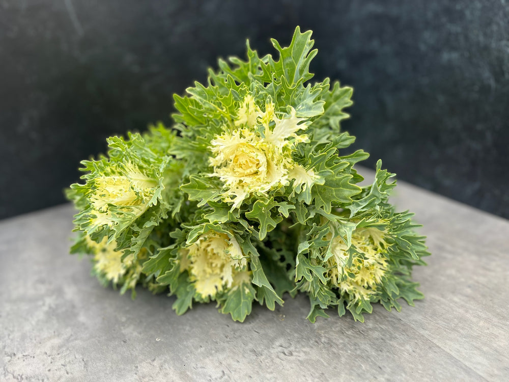 Flowering Cabbage-Feather White - SMFF Wholesale