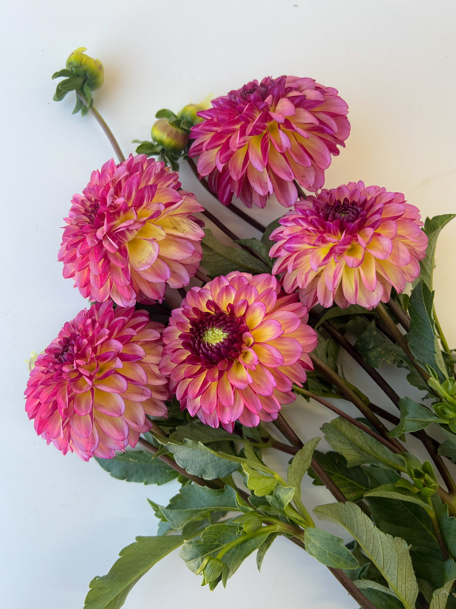 Dahlia Regular-Foxy Lady