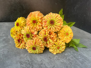 Zinnia-Queen Lime Orange