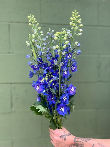 Delphinium-Hybrid Blue