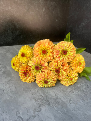 Zinnia-Queen Lime Orange