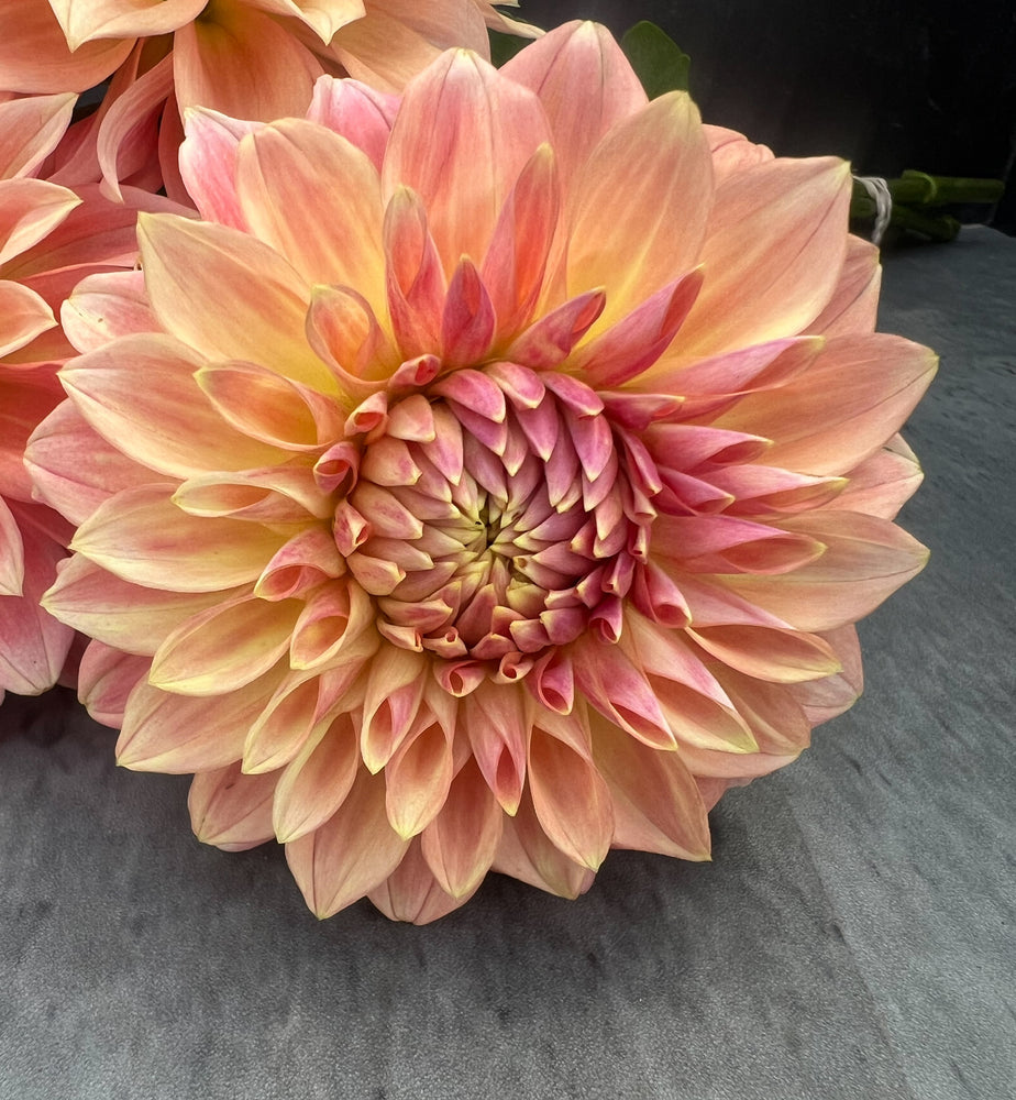 Dahlia Medium-Bloomquist Alan