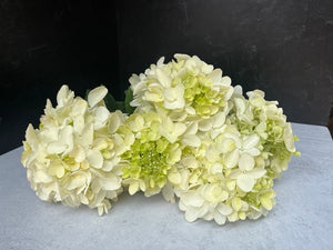 
            
                Load image into Gallery viewer, Hydrangea-Ivory
            
        
