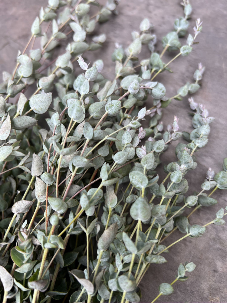 Eucalyptus-Moon Lagoon