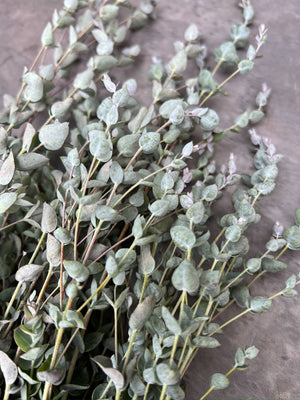 Eucalyptus-Moon Lagoon