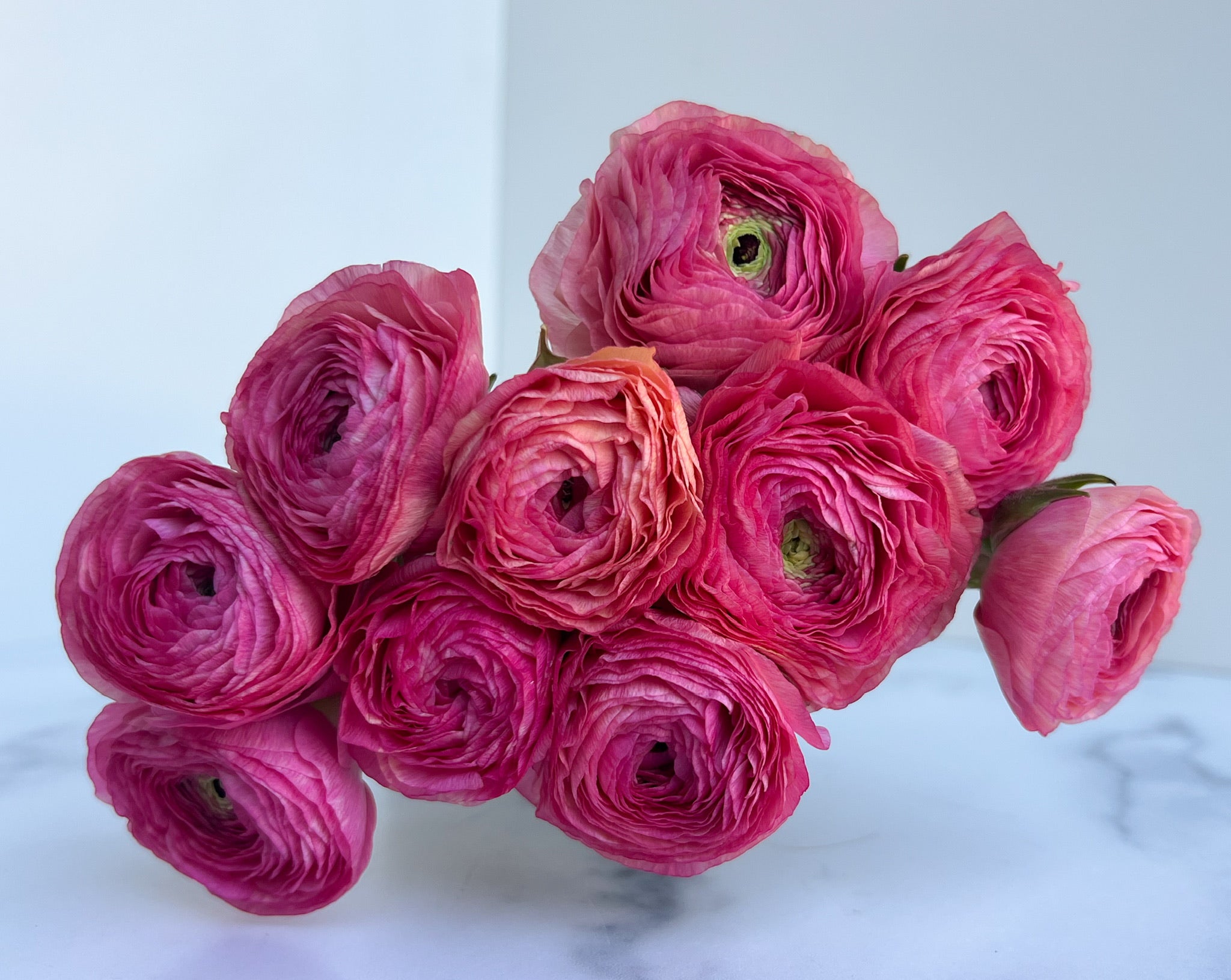 Ranunculus Specialty-Cloni Charleston