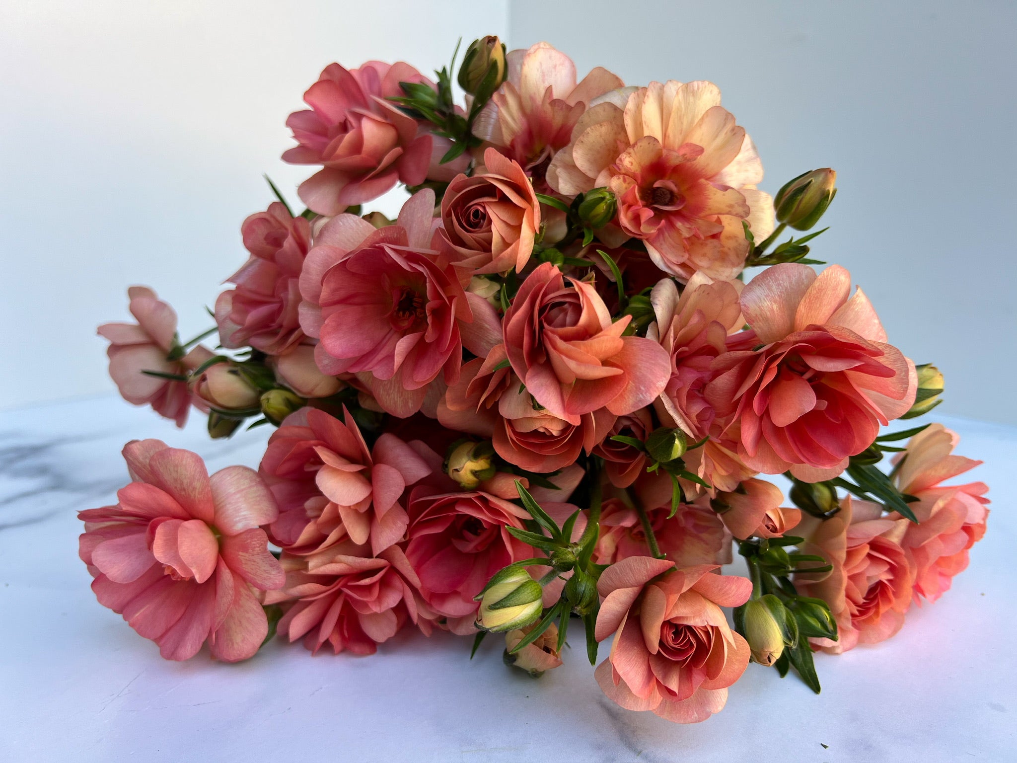 Ranunculus Butterfly-Eris