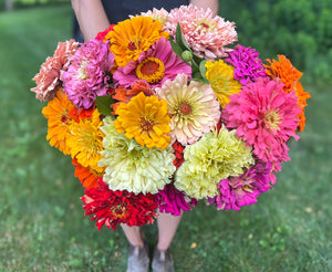Zinnia-Juicyfruit Mix - SMFF Wholesale