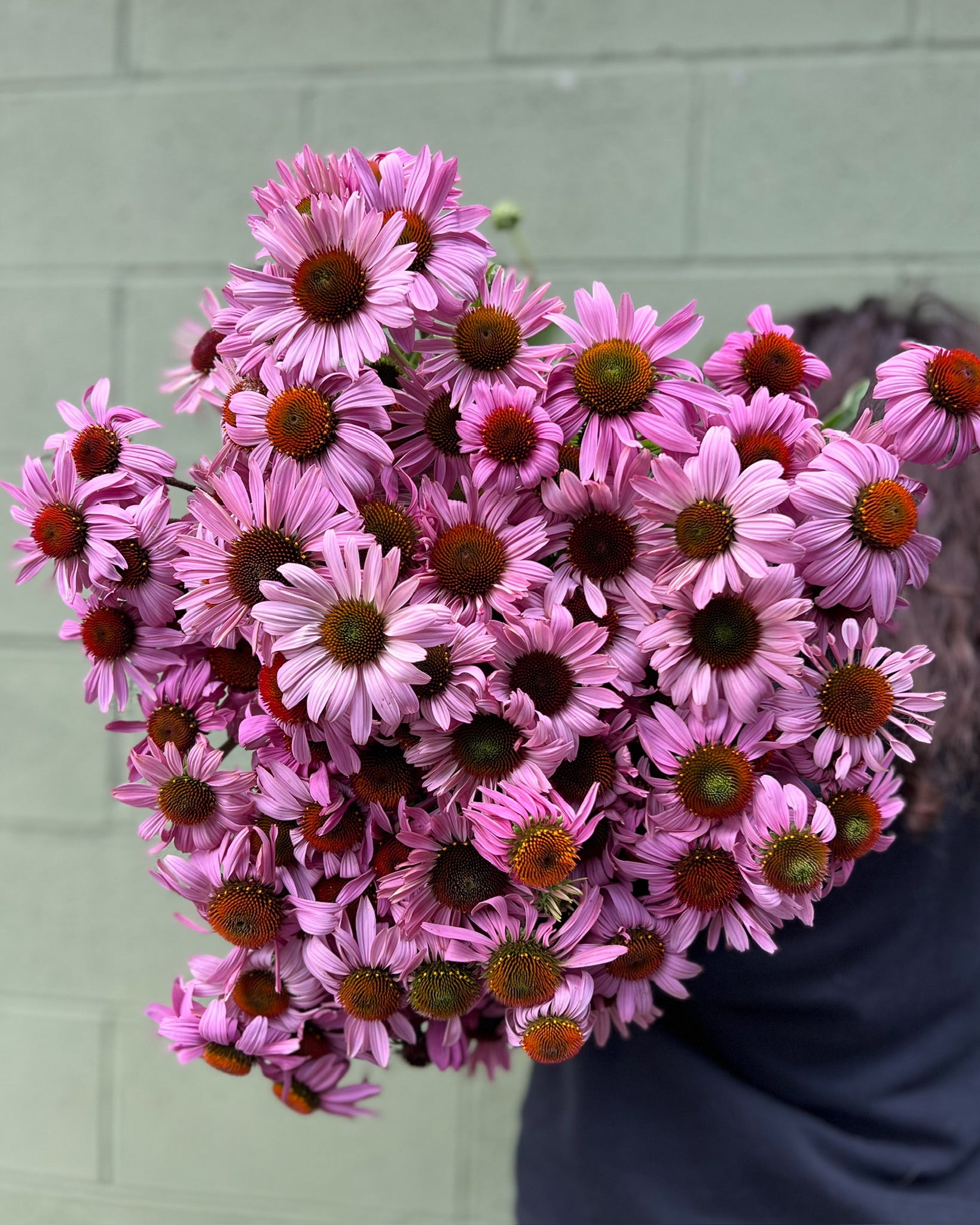 Echinacea-Magnus