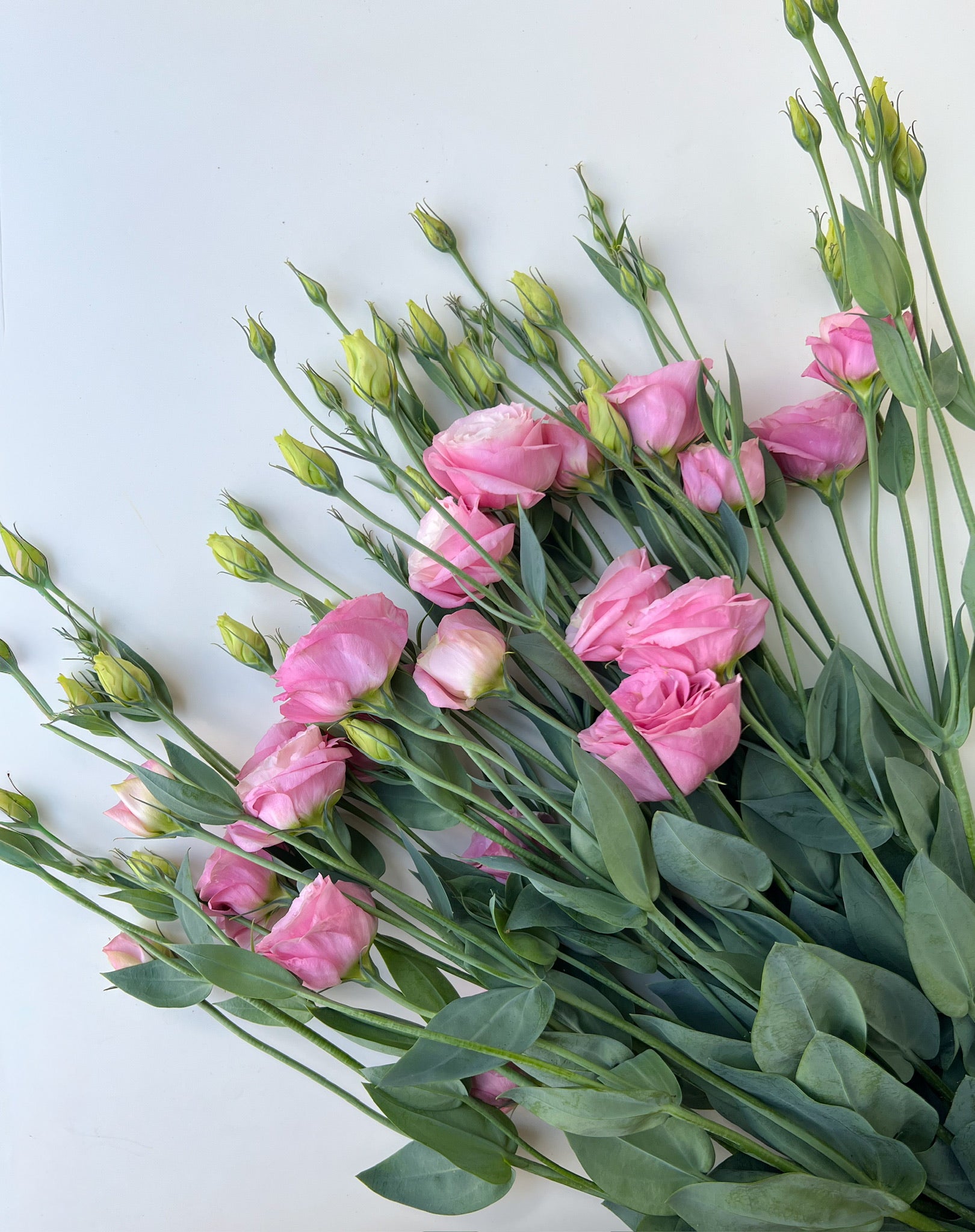Lisianthus-Pink