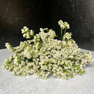 Statice-White