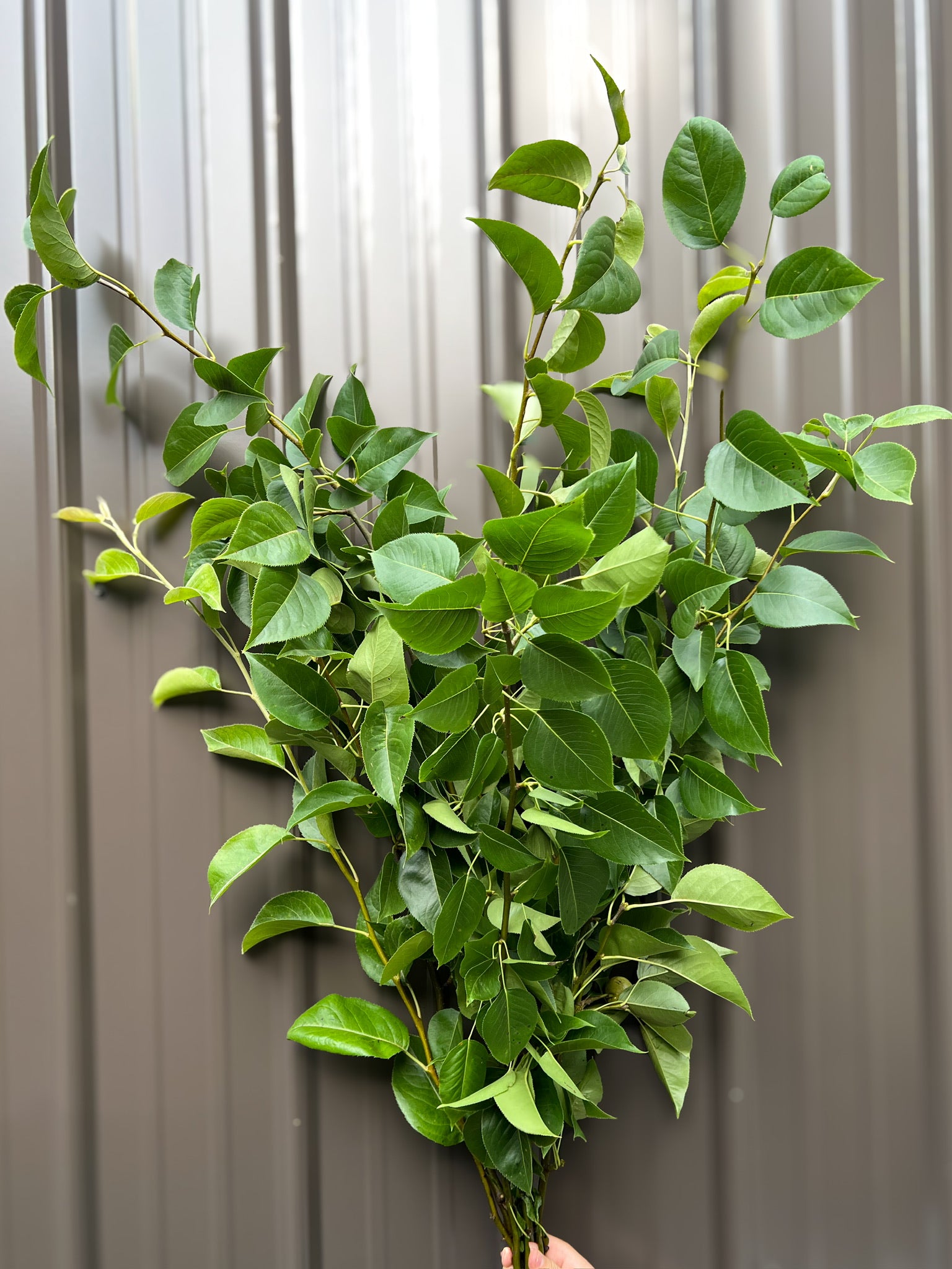 Pear Branch