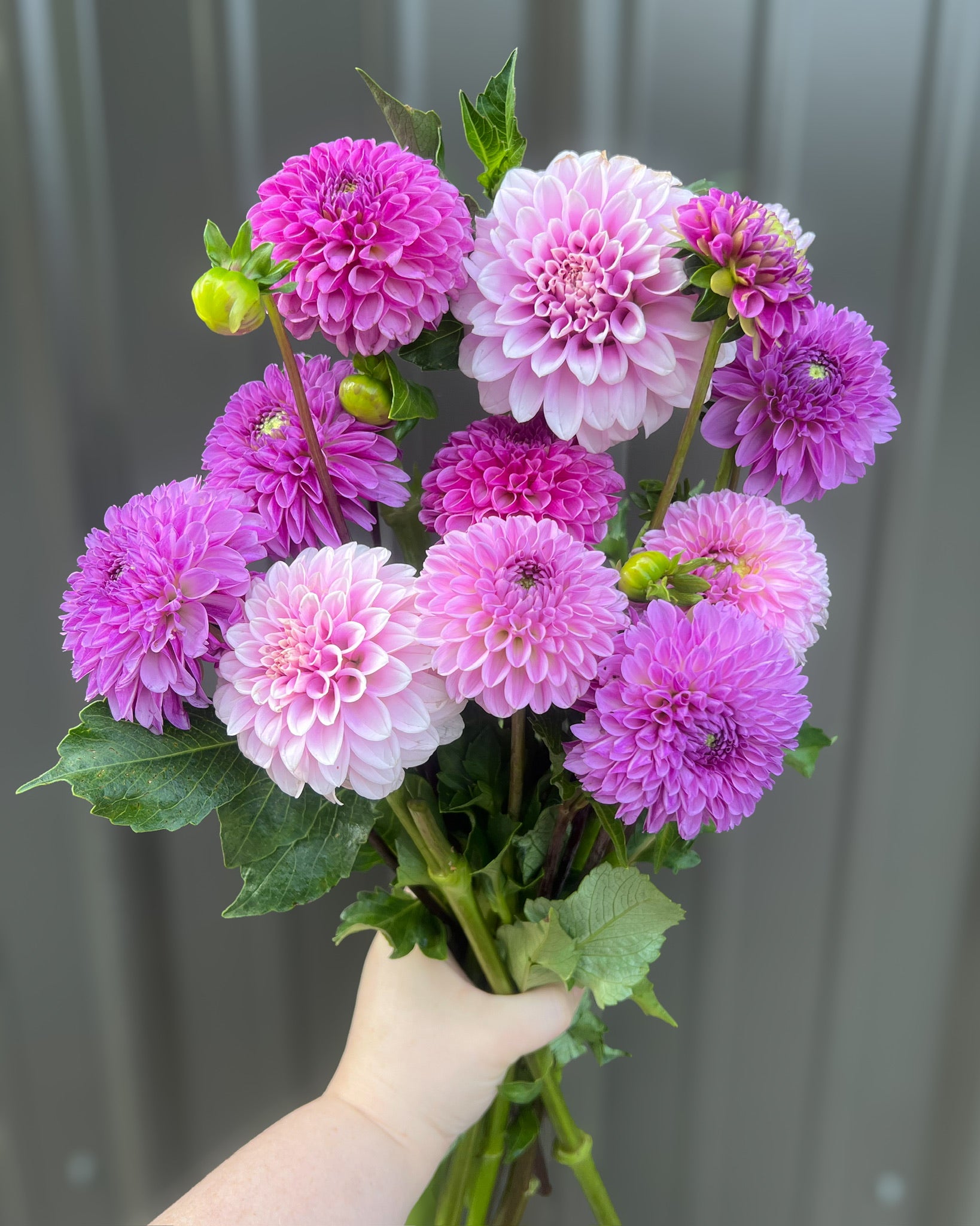 Dahlia GH Grown-Lavender