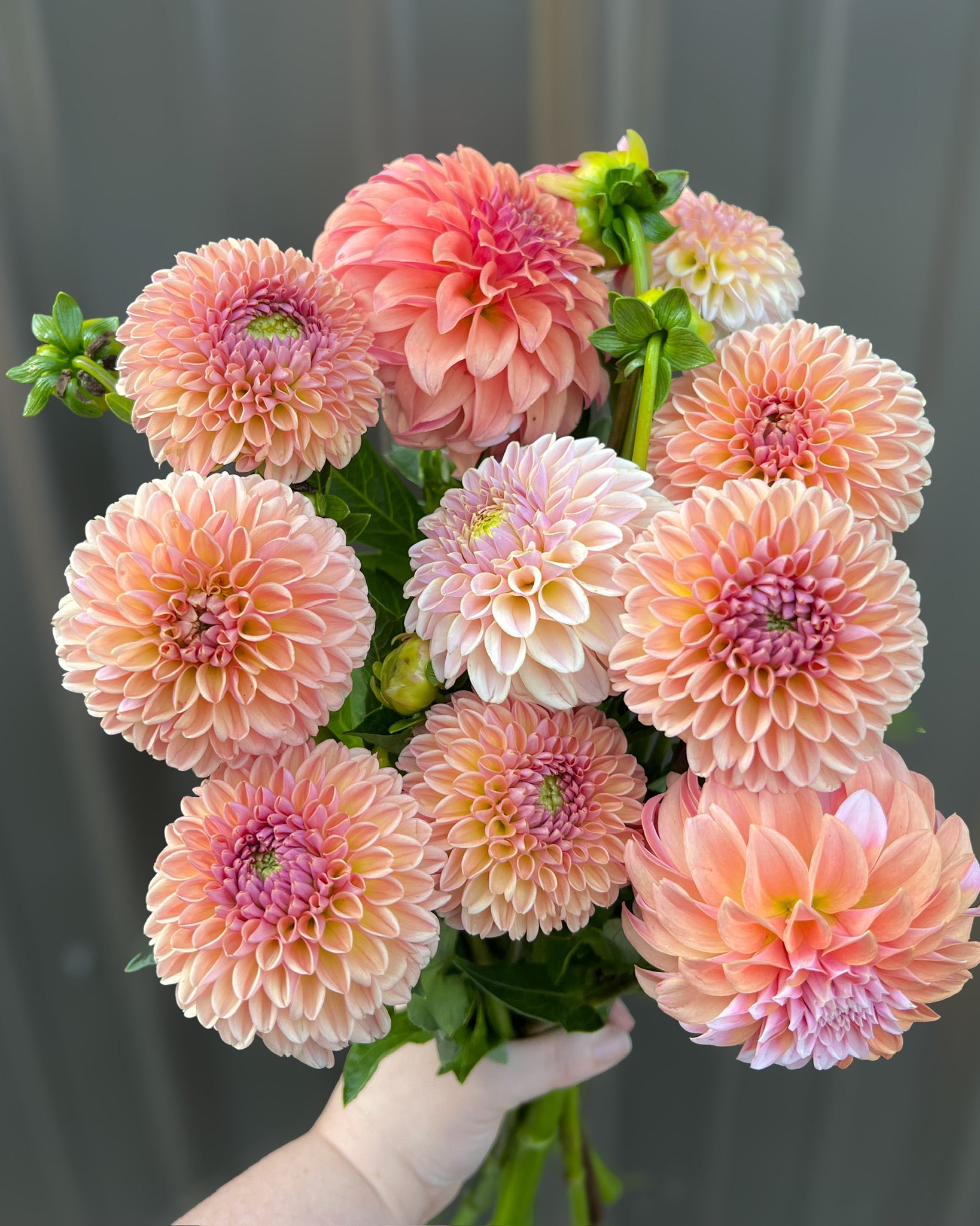 Dahlia GH Grown-Peach